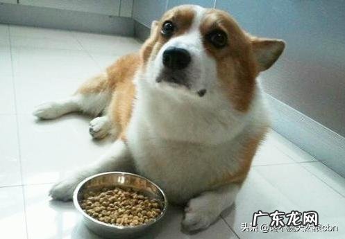 小狗不怎么长胖是什么原因