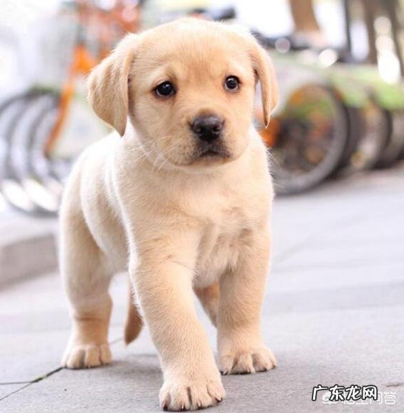 小狗不怎么长胖是什么原因