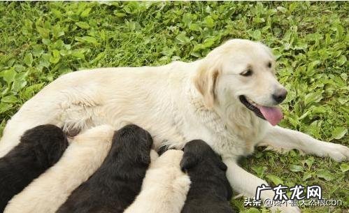 小狗不怎么长胖是什么原因