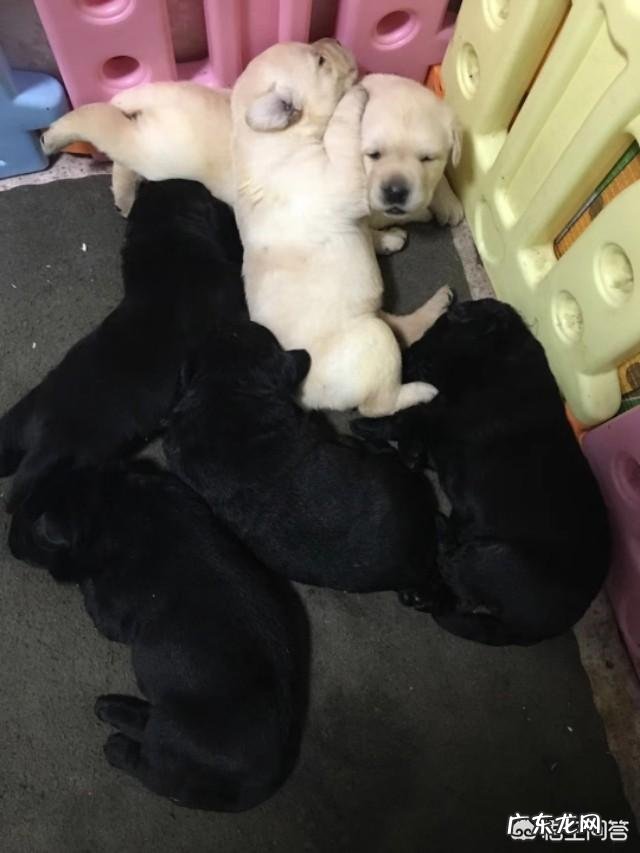 小狗不怎么长胖是什么原因