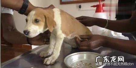 小狗不怎么长胖是什么原因