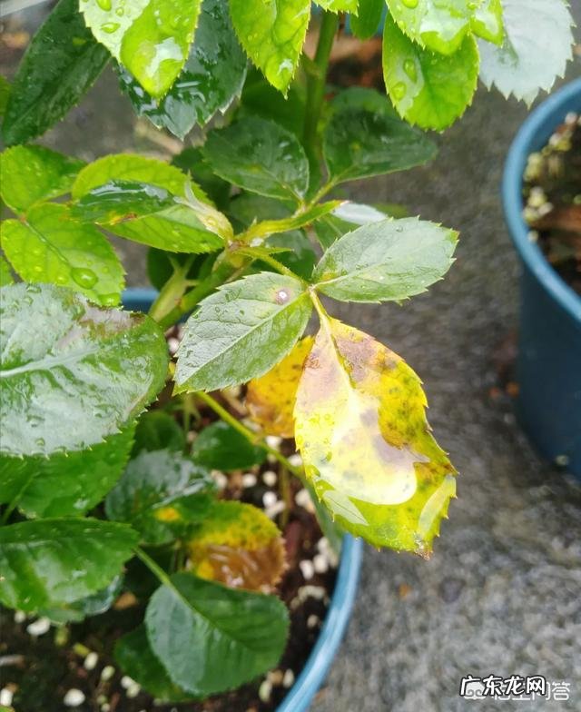 发财树一到秋冬就黄叶,少浇水也不管用,到底是因为啥?