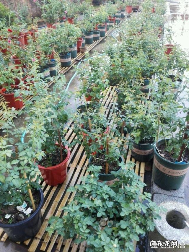 发财树一到秋冬就黄叶,少浇水也不管用,到底是因为啥?