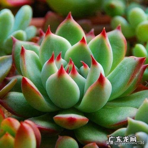 为什么多肉一脸菜色?全被绿了?