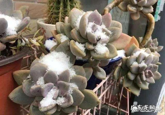 为什么多肉一脸菜色?全被绿了?