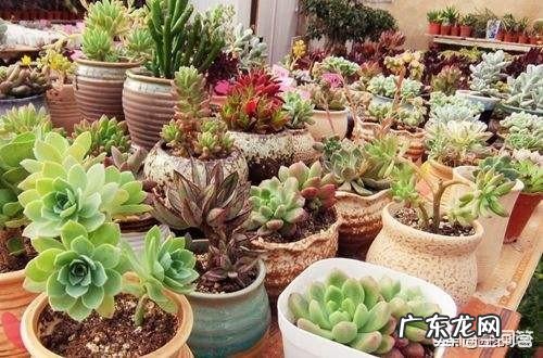 为什么多肉一脸菜色?全被绿了?