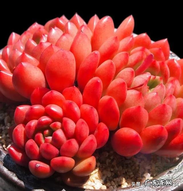 为什么多肉一脸菜色?全被绿了?