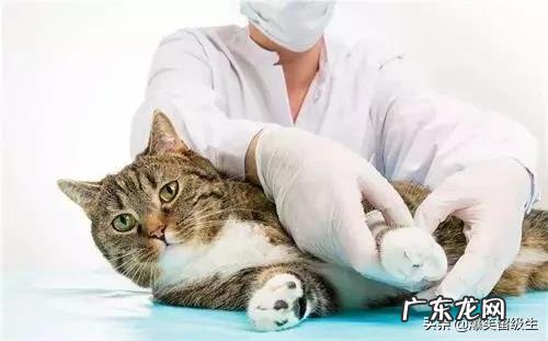 母猫怀孕挑食厉害,母猫怀孕挑食产后还挑食吗?母猫挑食怎么办?