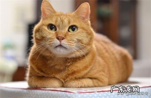 母猫怀孕挑食厉害,母猫怀孕挑食产后还挑食吗?母猫挑食怎么办?