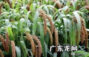 去年白菜茬,今年种谷子应该施什么肥?