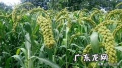 去年白菜茬，今年种谷子应该施什么肥？