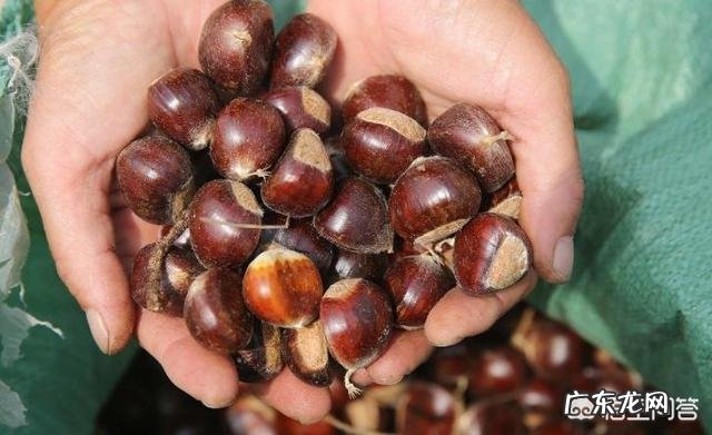 减肥期间能不能吃板栗?板栗的热量到底有多高?