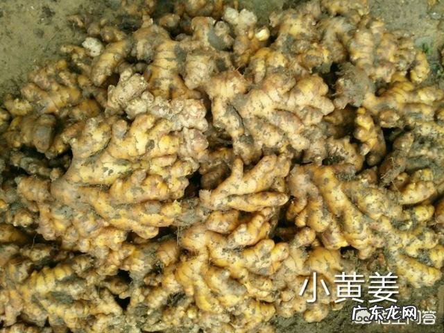 新鲜生姜加祁门红茶，能否长期一起泡茶喝？