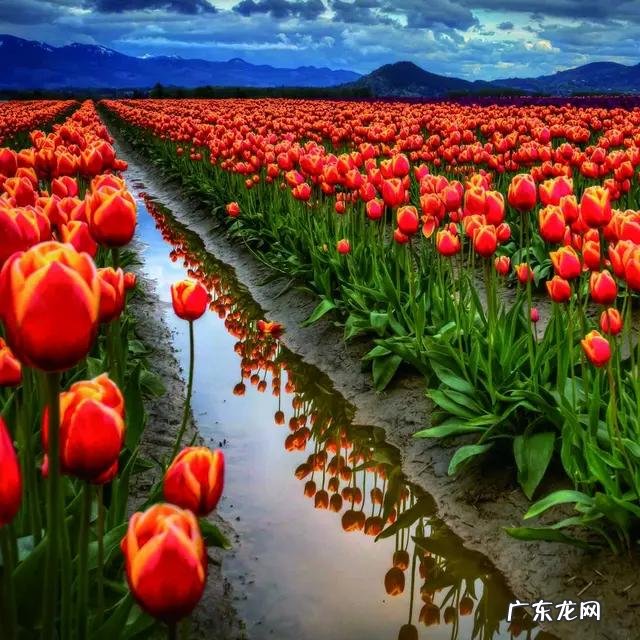 现在是吃桃子的季节吗,怎么样? 现在的季节有桃子吗