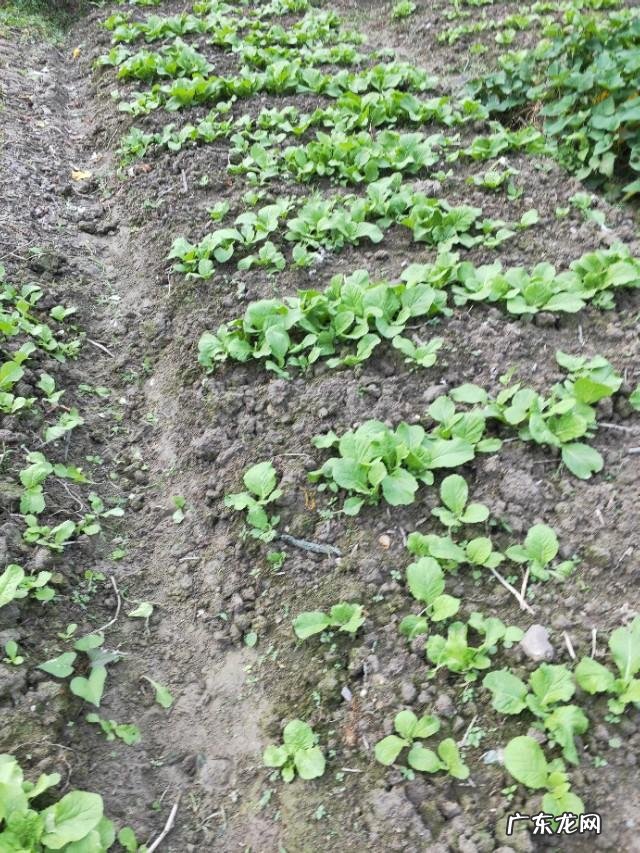 蔬菜种植时如何科学利用米醋提高产量