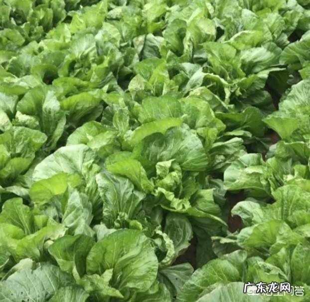 蔬菜种植时如何科学利用米醋提高产量