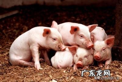 断奶仔猪越来越瘦,这是怎么回事儿?