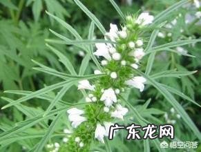 益母草与艾草有什么区别？哪个养生价值更高？ 怎样区别艾草和益母草