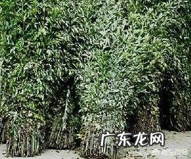 益母草与艾草有什么区别？哪个养生价值更高？ 怎样区别艾草和益母草