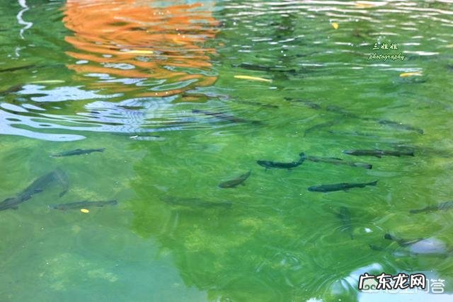 夏天去洛阳旅游,有什么好的景点推荐吗