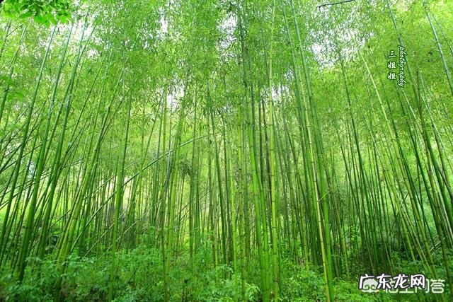 夏天去洛阳旅游,有什么好的景点推荐吗
