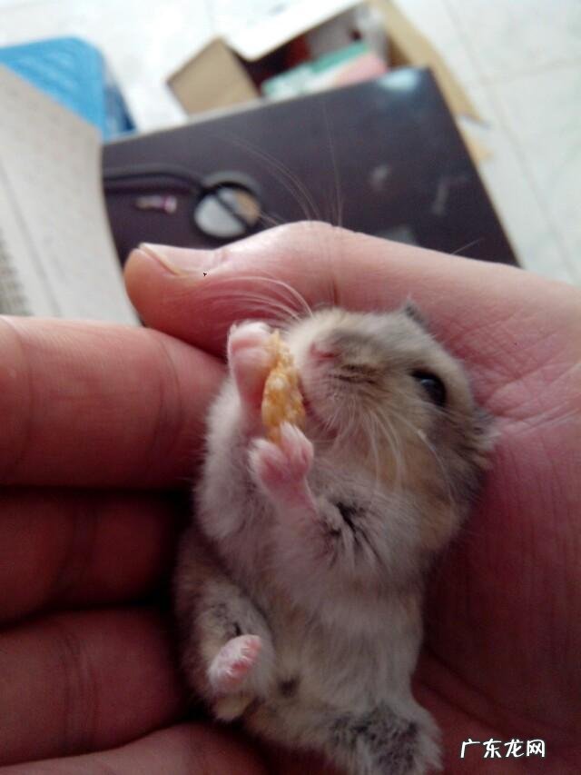 仓鼠的外貌特征描写有比喻