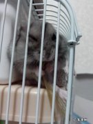 仓鼠的外貌特征描写有比喻