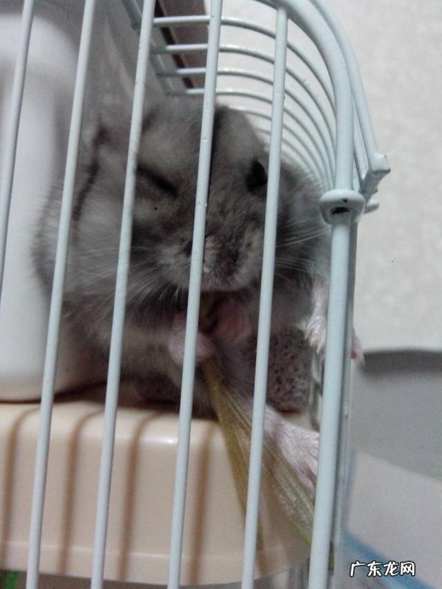 仓鼠的外貌特征描写有比喻