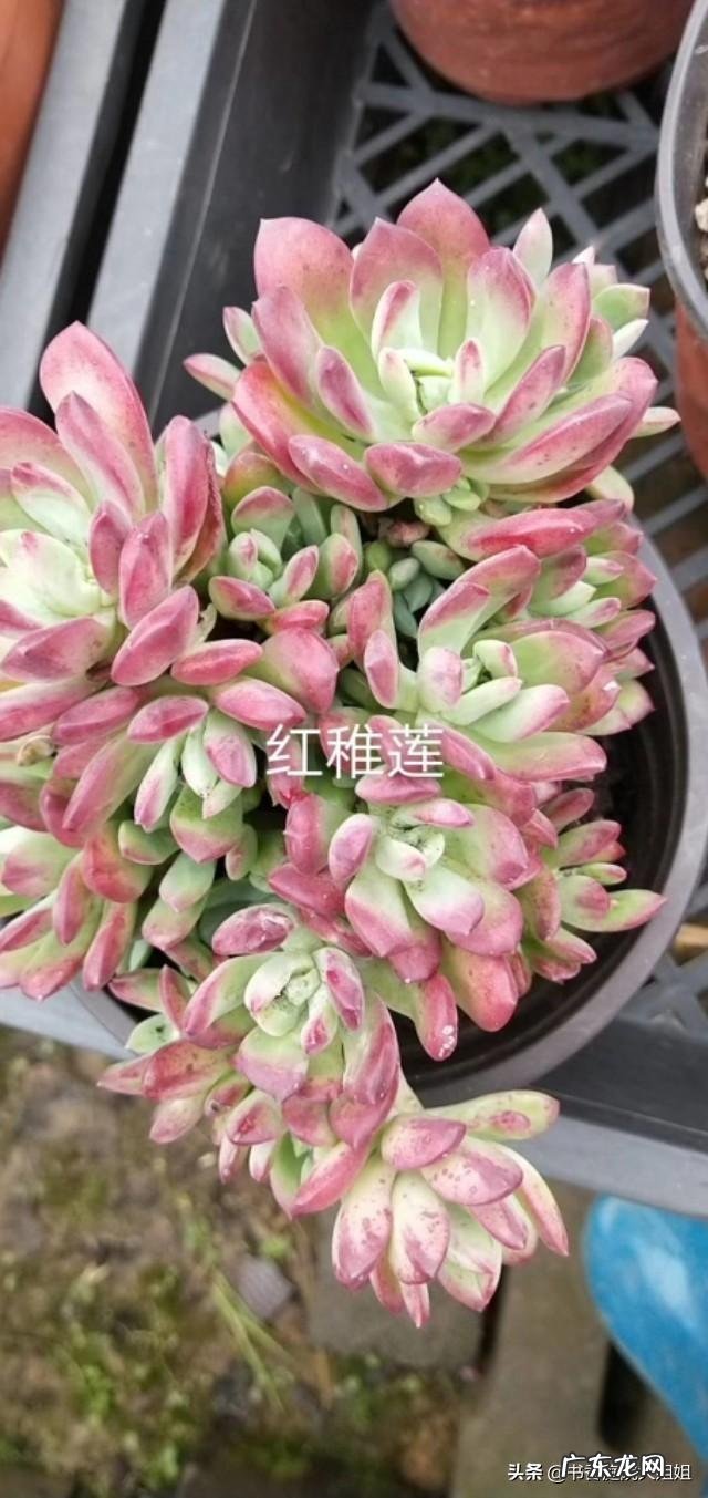 夏季多肉化水了,该怎么补救?