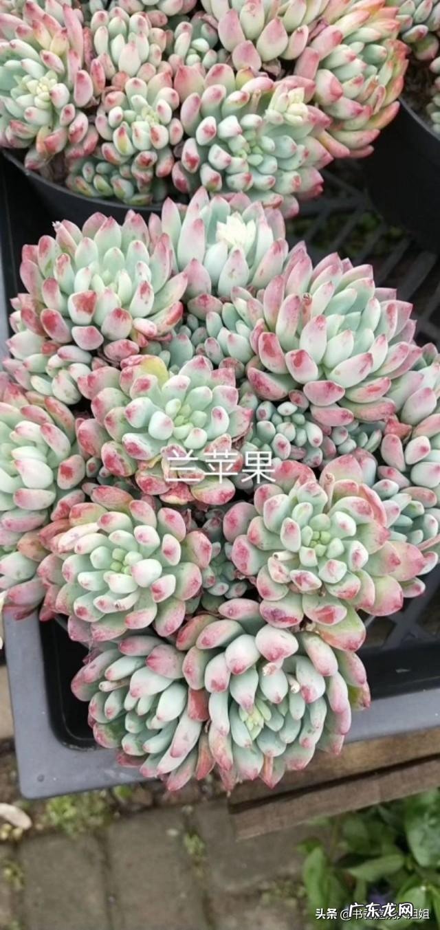 夏季多肉化水了,该怎么补救?