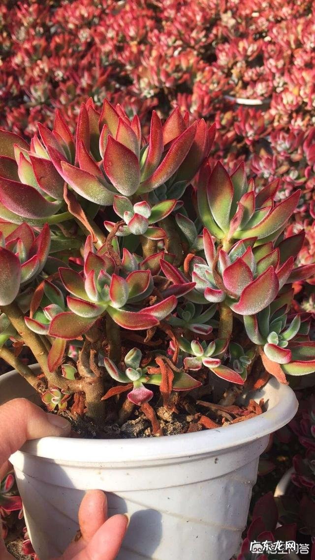 夏季多肉化水了,该怎么补救?