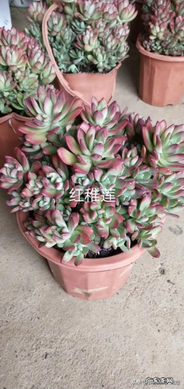 夏季多肉化水了,该怎么补救?