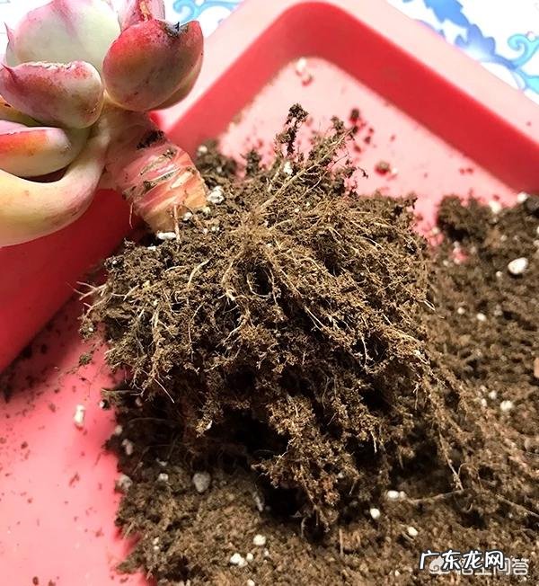 夏季多肉化水了,该怎么补救?