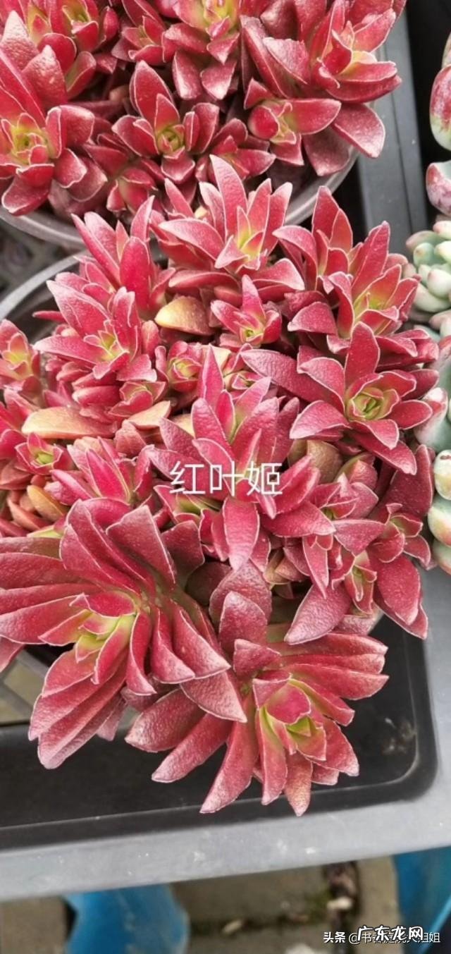 夏季多肉化水了,该怎么补救?