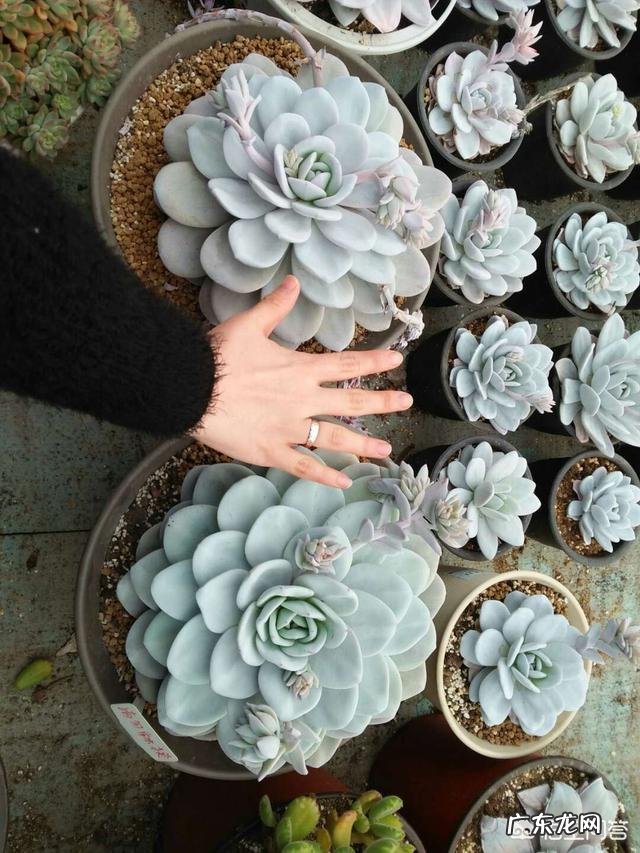 夏季多肉化水了,该怎么补救?