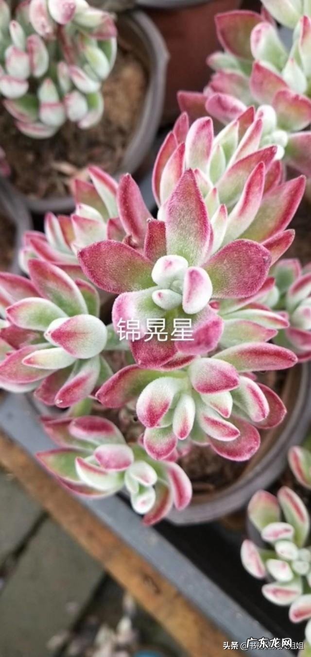 夏季多肉化水了,该怎么补救?