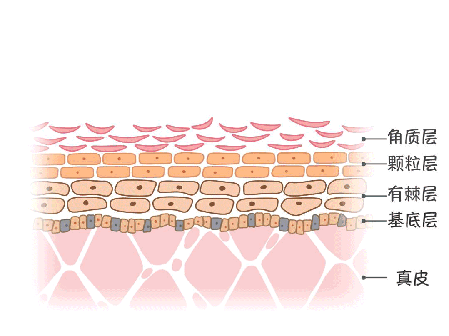 激素是如何破坏皮肤屏障的
