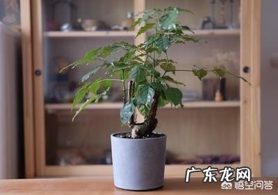 月季叶片边缘发黄干枯怎么回事?