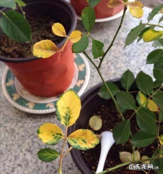 月季叶片边缘发黄干枯怎么回事?