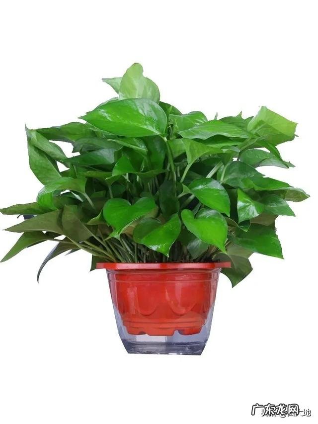 月季叶片边缘发黄干枯怎么回事？