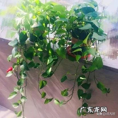 月季叶片边缘发黄干枯怎么回事？