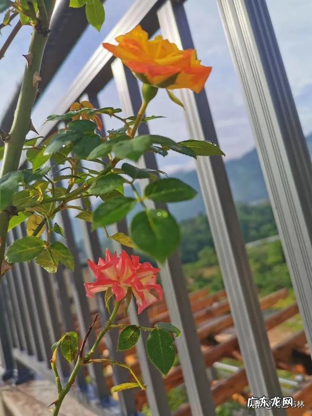 月季叶片边缘发黄干枯怎么回事?