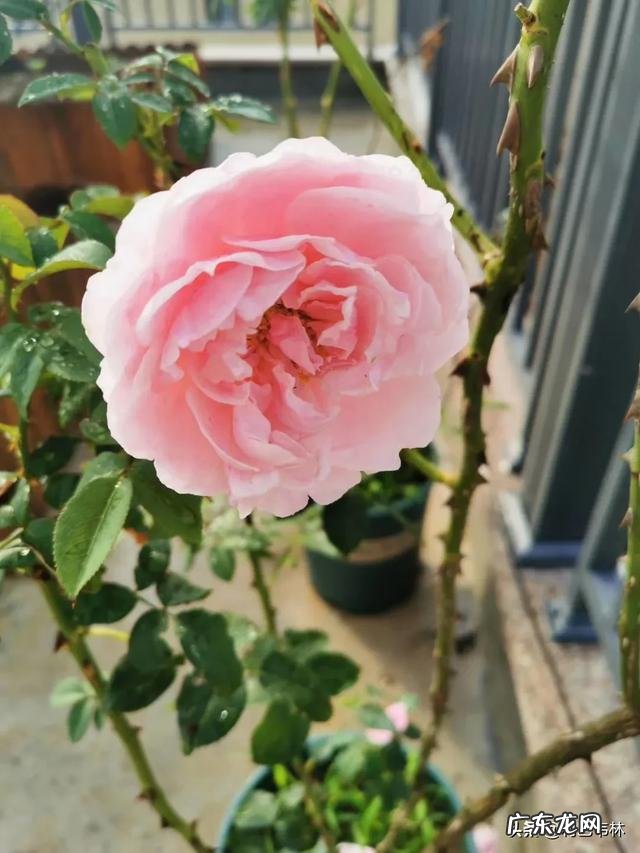 月季叶片边缘发黄干枯怎么回事?