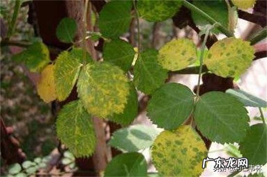 月季叶片边缘发黄干枯怎么回事?