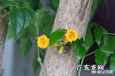 月季叶片边缘发黄干枯怎么回事?