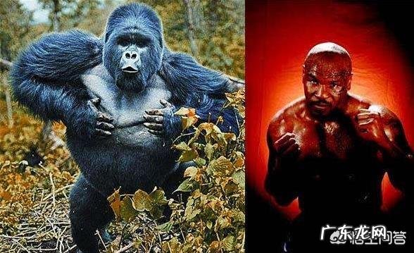 巅峰时期的泰森打得过银背大猩猩吗?