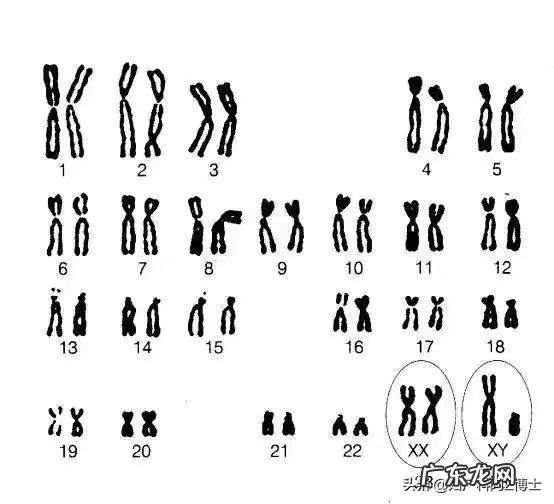 胎儿做羊水穿刺结果是47XXX,多一条染色体,孩子还能要吗?