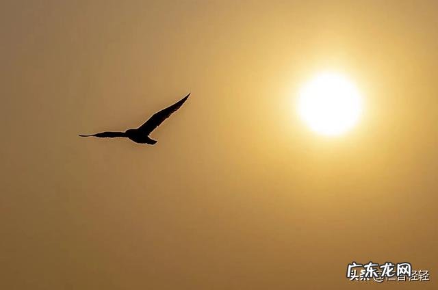 济宁秋实茶园团队是不是以销售黑茶为名的非法传销组织?