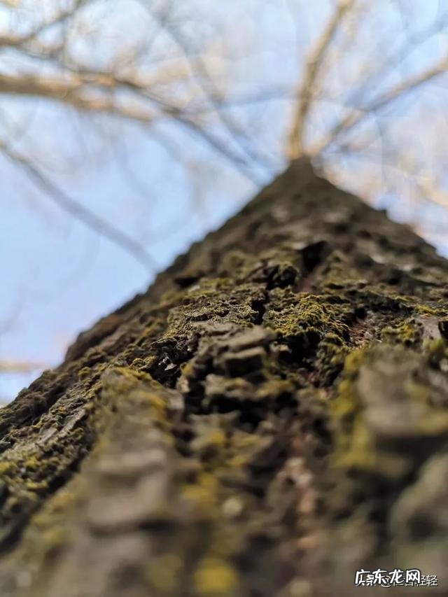 济宁秋实茶园团队是不是以销售黑茶为名的非法传销组织?