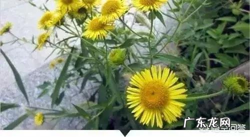 小孩子感冒发烧吃了大人用的感冒药,会有事吗?